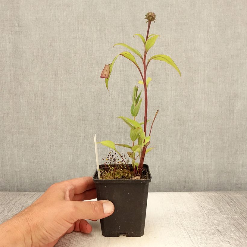 Exemplar von Echinacea purpurea Augustkönigin - Sonnenhut Kleine Töpfe von 8/9 cm wie im Sommer geliefert
