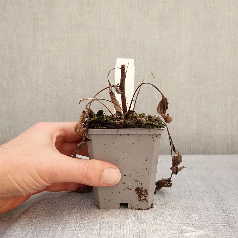 Exemplar von Echinacea purpurea Delicious Candy - Sonnenhut Kleine Töpfe von 8/9 cm wie im Winter geliefert