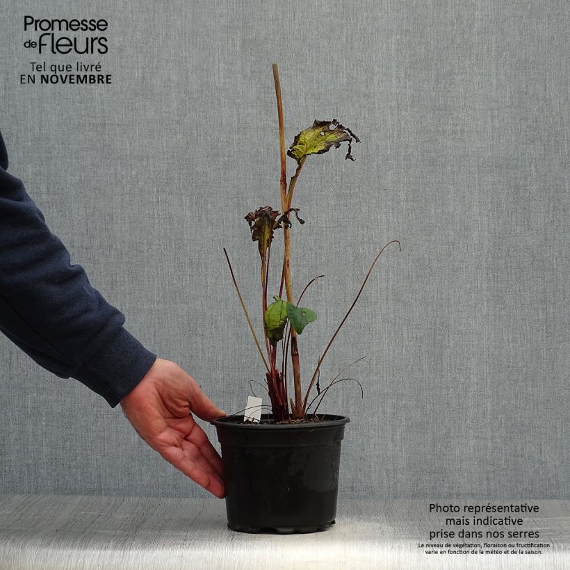 Exemplar von Echinacea purpurea - Purpursonnenhut Topf mit 2L/3L wie im Herbst geliefert