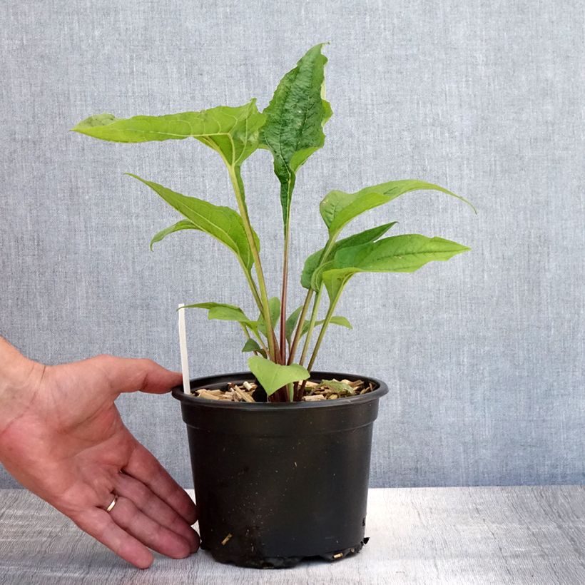 Exemplar von Echinacea purpurea - Purpursonnenhut Topf mit 2L/3L wie im Sommer geliefert