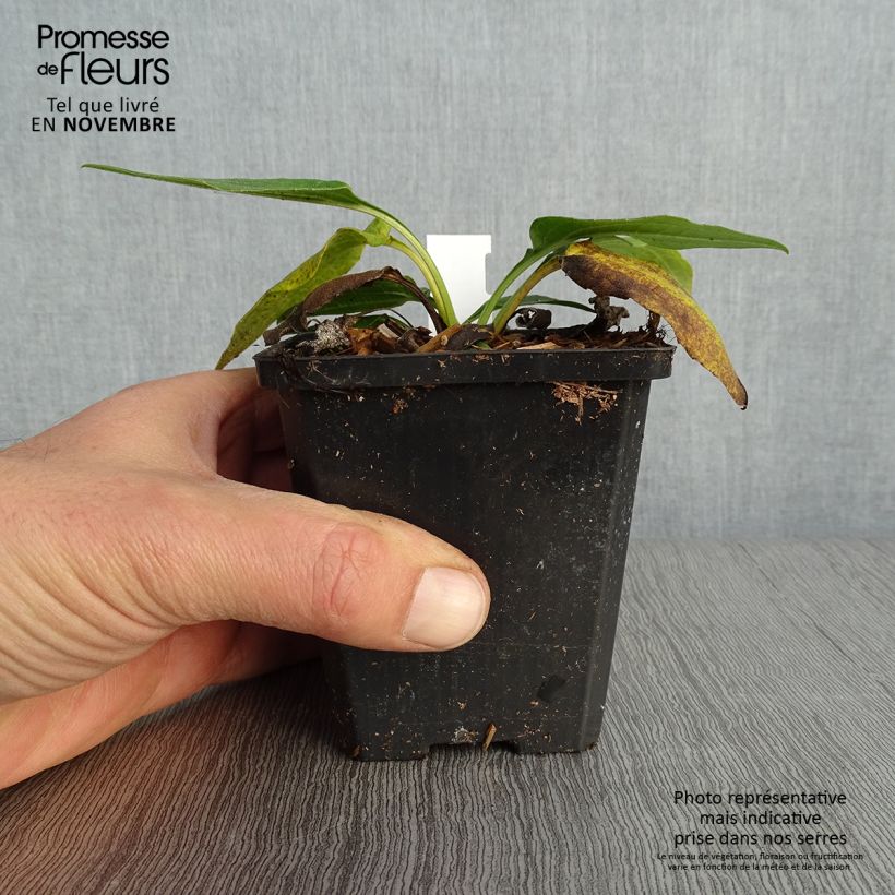 Exemplar von Echinacea purpurea Espinoso Green - Sonnenhut Kleine Töpfe von 8/9 cm wie im Herbst geliefert