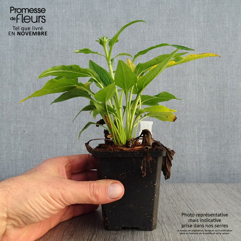 Exemplar von Echinacea purpurea Espinoso Yellow - Sonnenhut Kleine Töpfe von 8/9 cm wie im Herbst geliefert