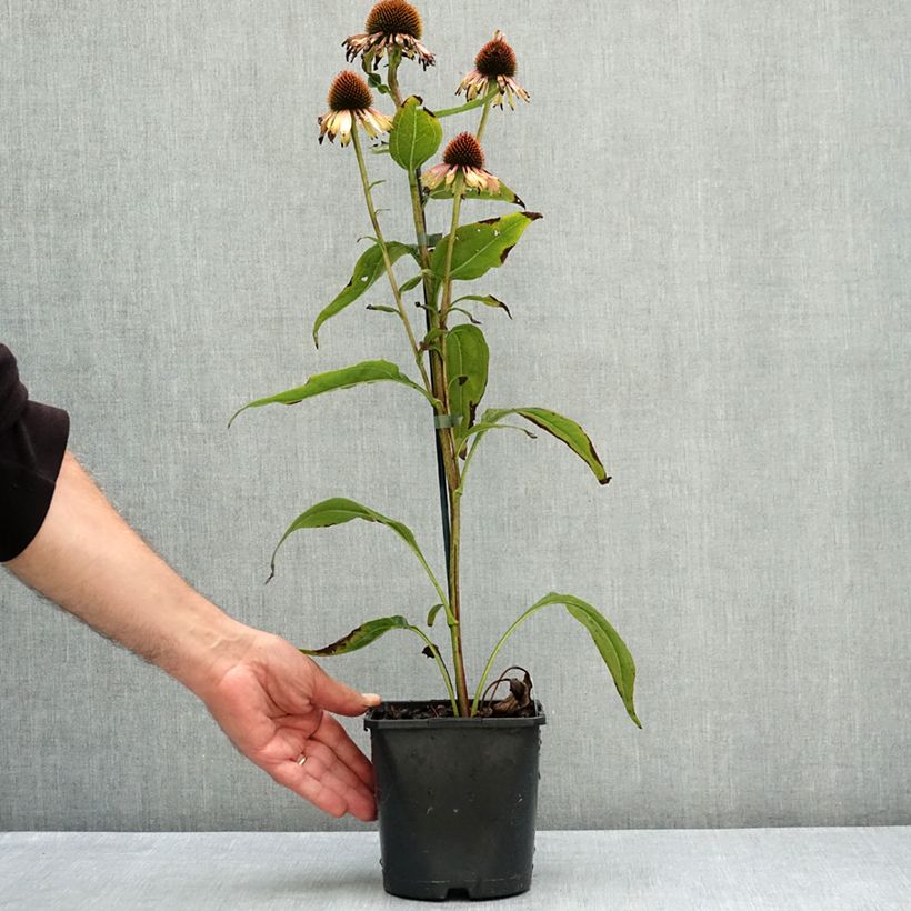 Exemplar von Echinacea purpurea Funky Yellow - Sonnenhut Topf mit 2L/3L wie im Sommer geliefert