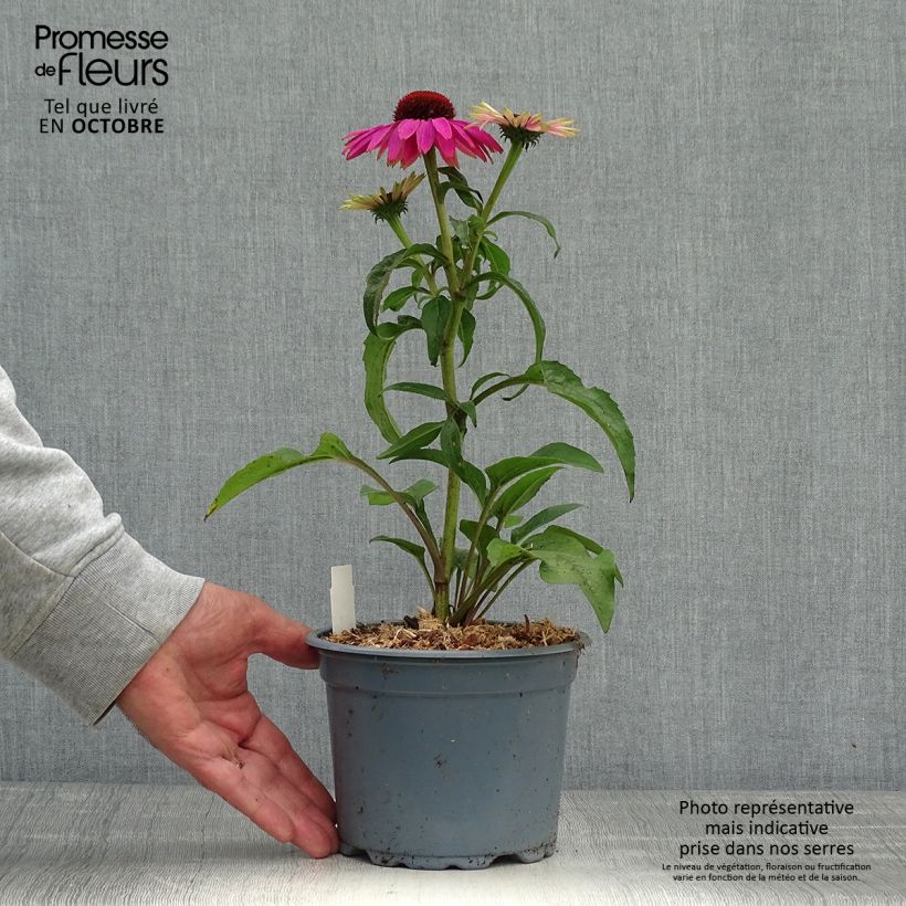 Exemplar von Echinacea purpurea Magnus - Sonnenhut Topf mit 2L/3L wie im Herbst geliefert