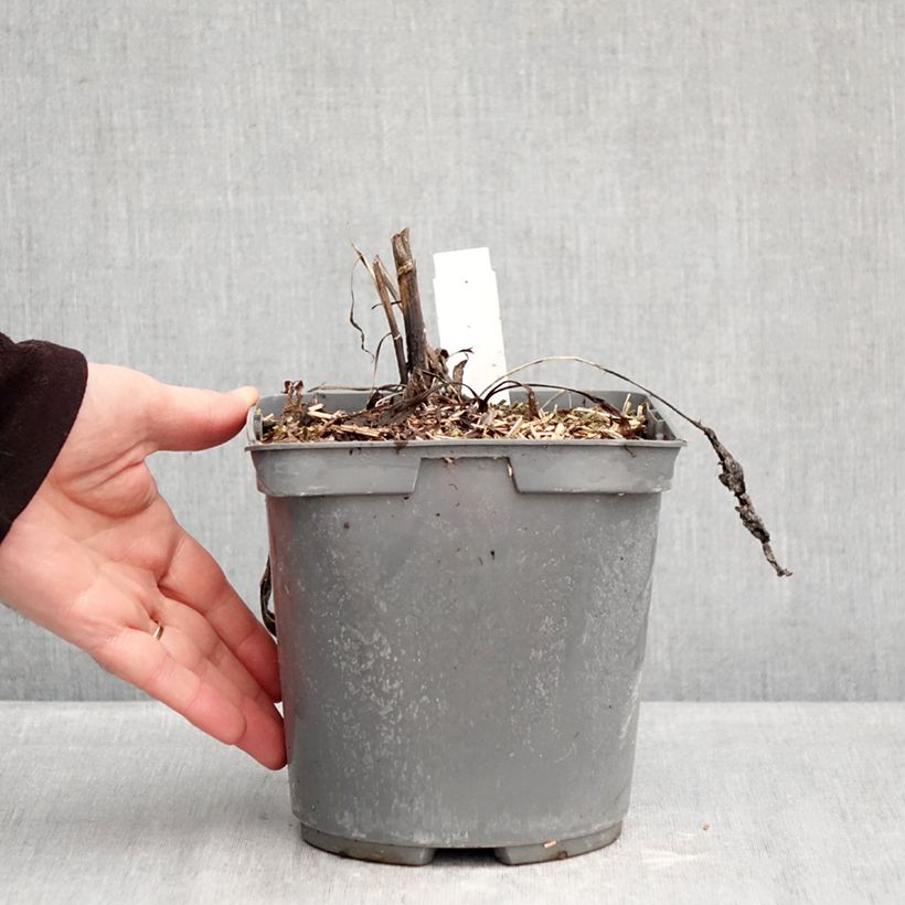 Exemplar von Echinacea purpurea Strawberries and Cream - Sonnenhut Topf mit 2L/3L wie im Winter geliefert