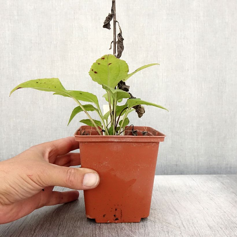 Exemplar von Echinacea purpurea Summer Cocktail - Sonnenhut Topf mit 1L/1,5L wie im Herbst geliefert
