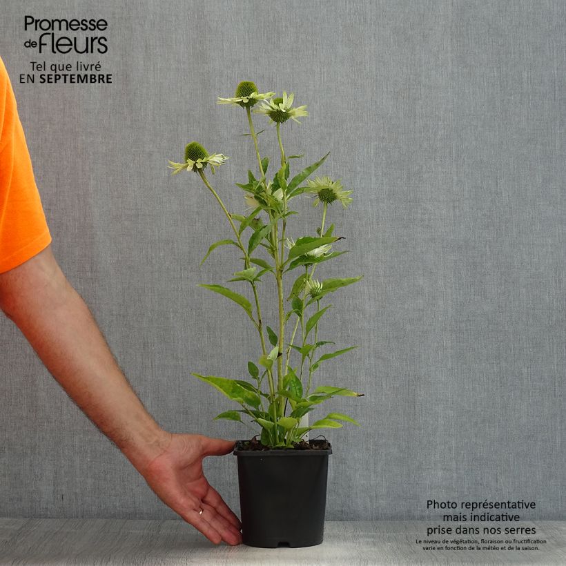 Exemplar von Echinacea purpurea Virgin - Sonnenhut Topf mit 2L/3L wie im Sommer geliefert