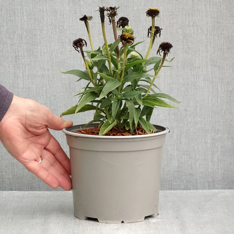 Exemplar von Echinacea purpurea White Meditation - Sonnenhut Topf mit 3L/4L wie im Herbst geliefert