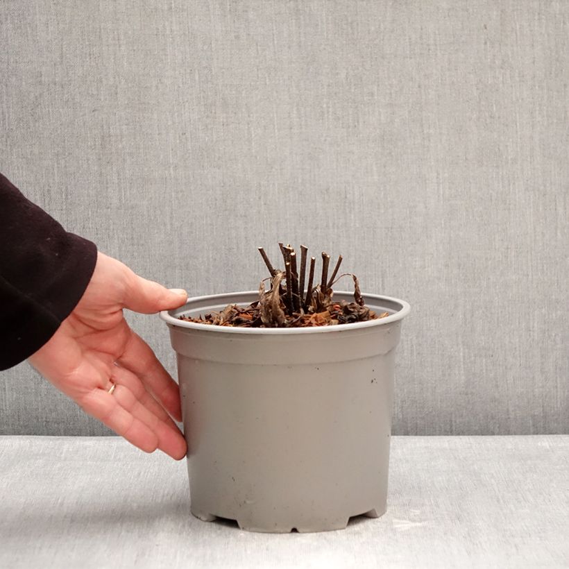 Exemplar von Echinacea purpurea White Meditation - Sonnenhut Topf mit 3L/4L wie im Winter geliefert