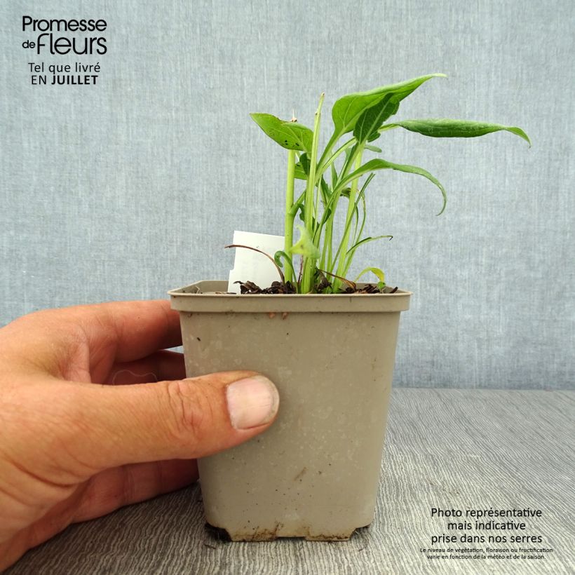 Exemplar von Echinacea Sunny Days Lemon - Scheinsonnenhut Kleine Töpfe von 8/9 cm wie im Sommer geliefert