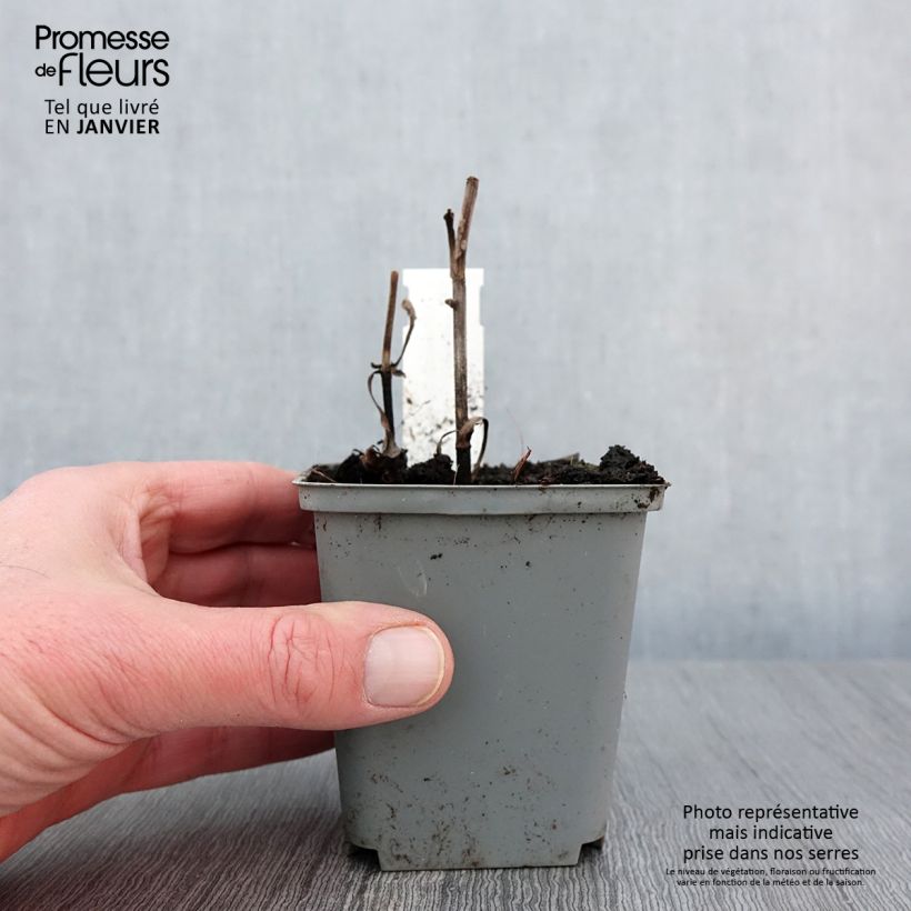 Exemplar von Echinacea Sunny Days Lemon - Scheinsonnenhut Kleine Töpfe von 8/9 cm wie im Winter geliefert