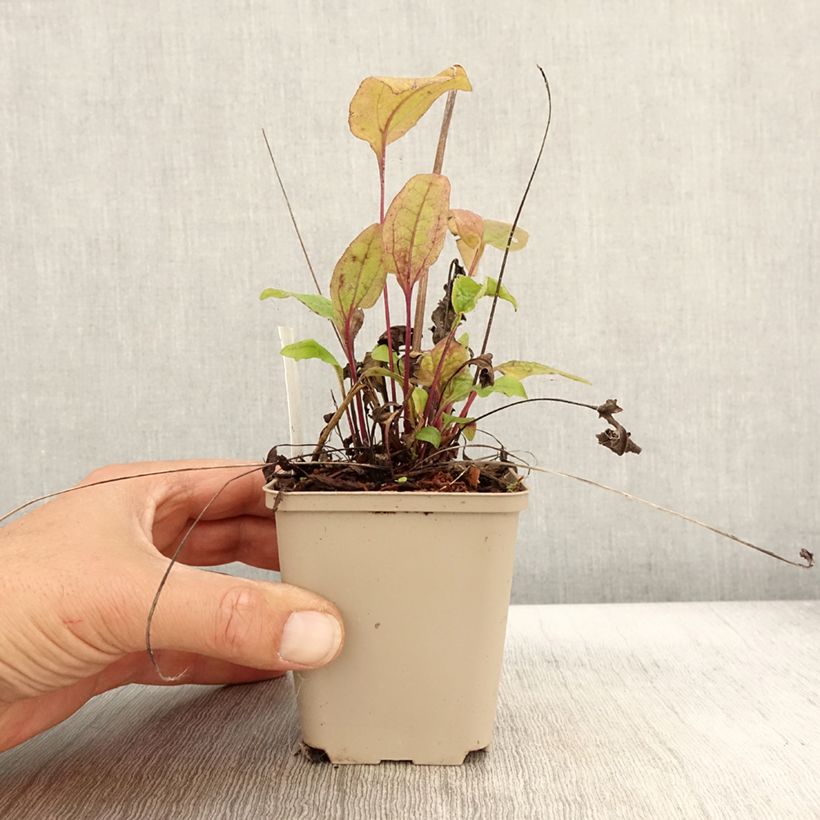 Exemplar von Echinacea Sunny Meadow Mama - Scheinsonnenhut Kleine Töpfe von 8/9 cm wie im Herbst geliefert