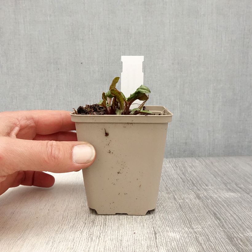 Exemplar von Echinacea Sunny Meadow Mama - Scheinsonnenhut Kleine Töpfe von 8/9 cm wie im Frühjahr geliefert