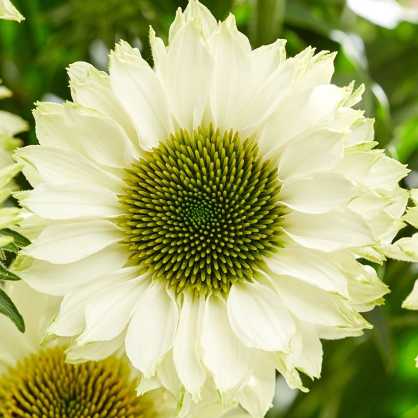 Echinacea purpurea SunSeekers White Perfection - Sonnenhut (Blüte)