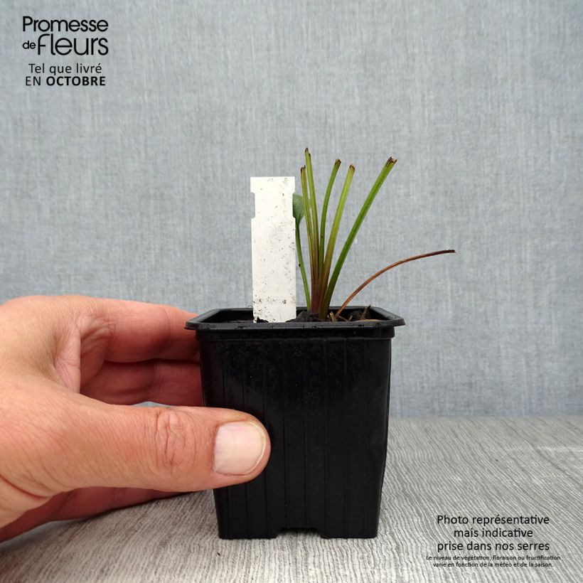 Exemplar von Echinacea Tiki Torch - Scheinsonnenhut Kleine Töpfe von 8/9 cm wie im Herbst geliefert