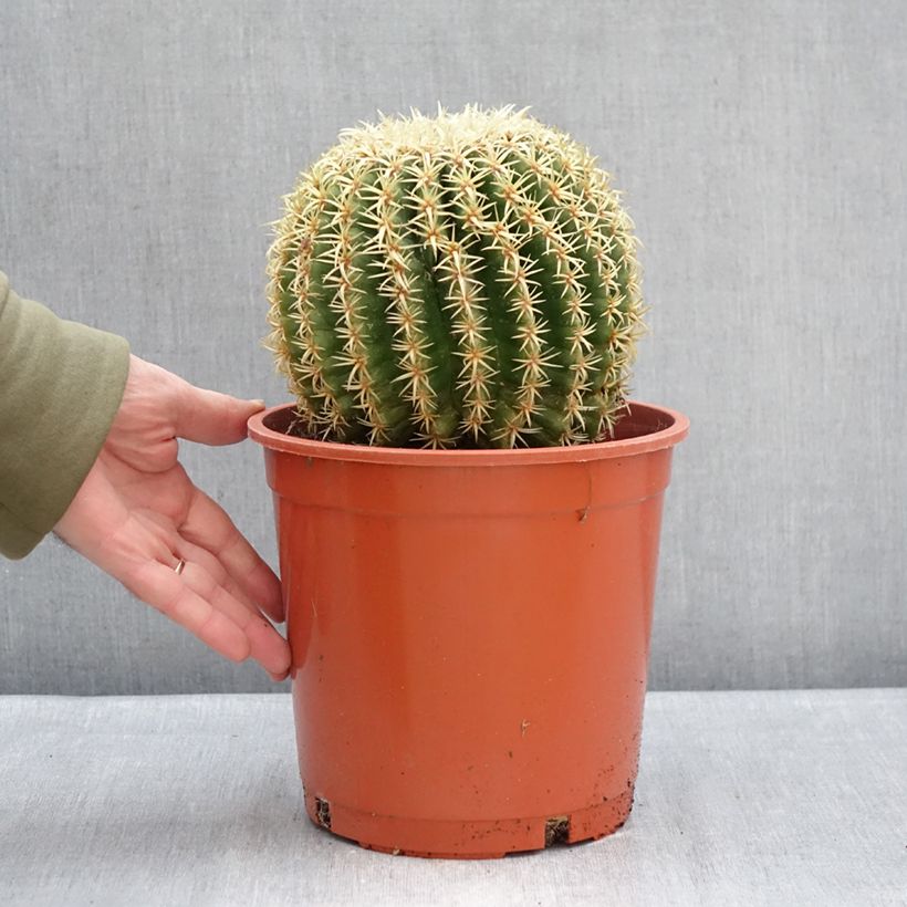 Exemplar von Echinocactus grusonii var. brevispinus Topf mit 4L/5L wie im Winter geliefert