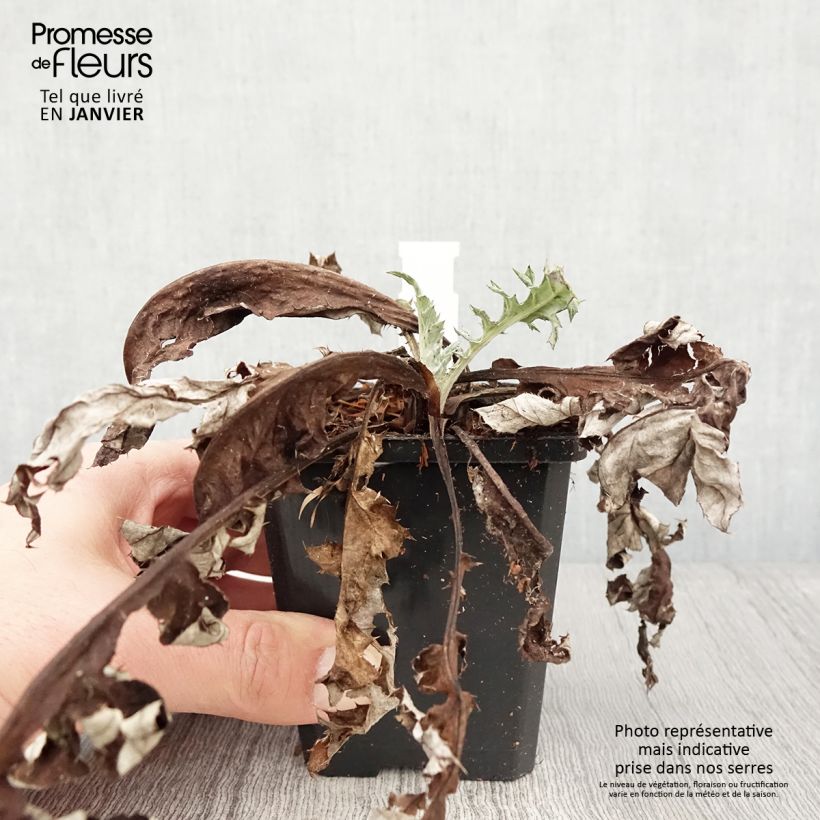 Exemplar von Banater Kugeldistel Blue Glow - Echinops bannaticus Kleine Töpfe von 8/9 cm wie im Winter geliefert