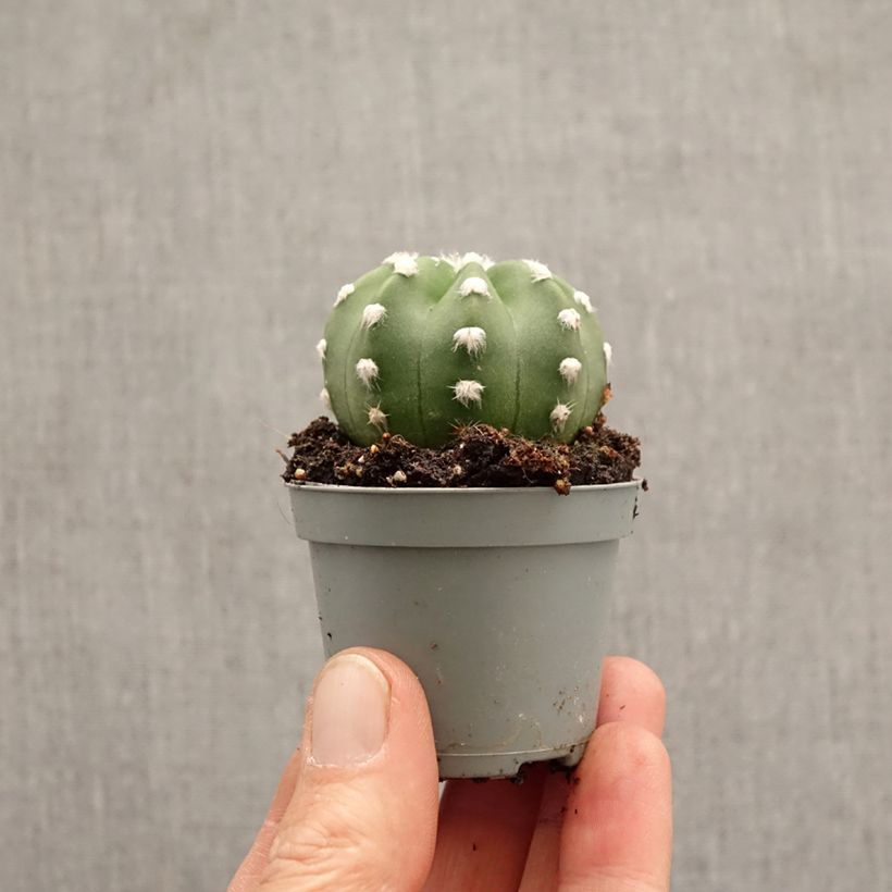 Exemplar von Echinopsis subdenudata - Seeigelkaktus Mini-Pflanze wie im Frühjahr geliefert