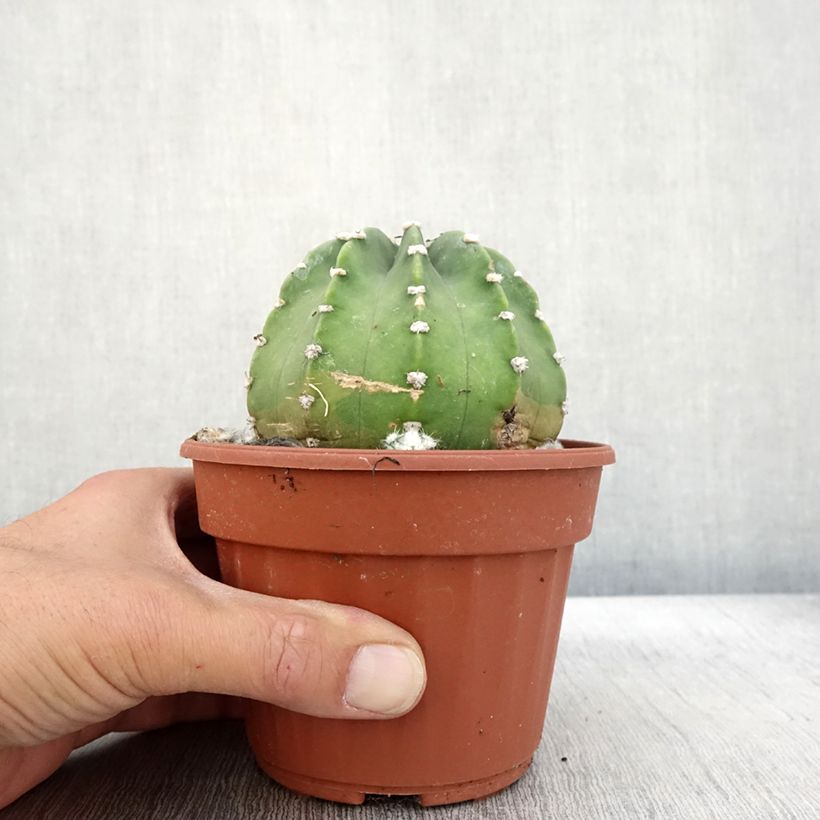Exemplar von Echinopsis subdenudata - Seeigelkaktus Topf 12 cm / 13 cm wie im Herbst geliefert