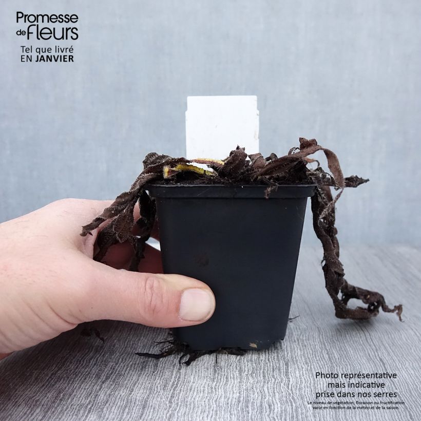 Exemplar von Echium amoneum Red Fathers - Roter Natternkopf Kleine Töpfe von 8/9 cm wie im Winter geliefert