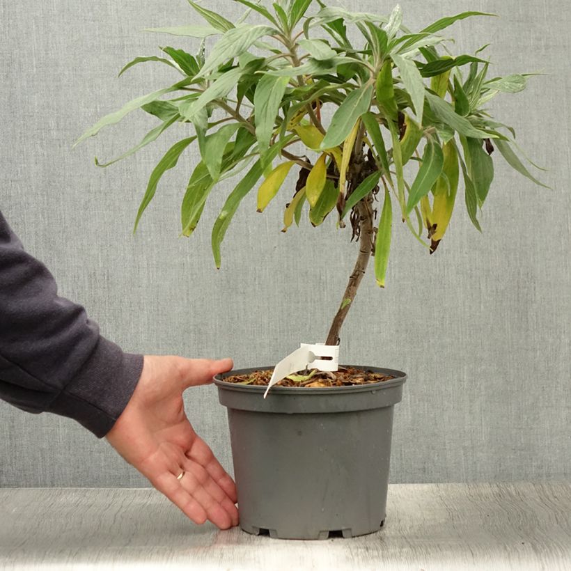 Exemplar von Echium candicans - Madeira-Natternkopf Topf mit 3L/4L wie im Sommer geliefert