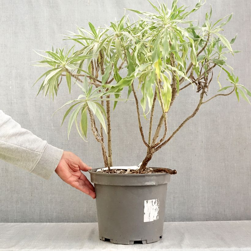 Exemplar von Echium candicans - Madeira-Natternkopf Topf mit 7,5L/10L wie im Herbst geliefert