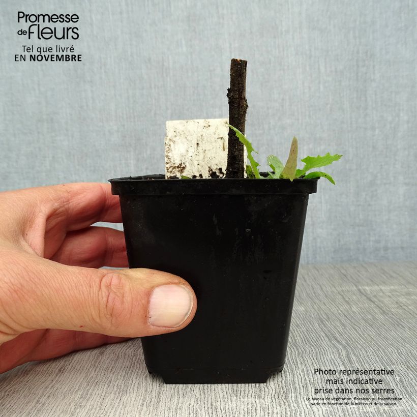 Exemplar von Echium vulgare - Gemeiner Natternkopf Kleine Töpfe von 8/9 cm wie im Herbst geliefert