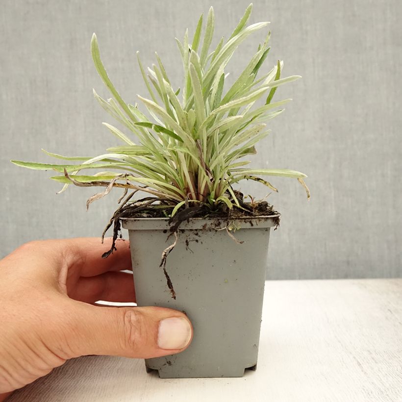 Exemplar von Alpen-Edelweiß - Leontopodium alpinum Kleine Töpfe von 8/9 cm wie im Sommer geliefert