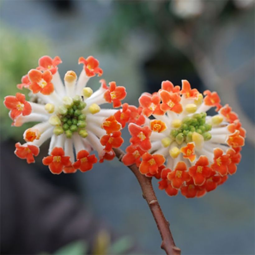 Edgeworthia chrysantha Red Dragon 'Akebono' - Edgeworthie (Blüte)