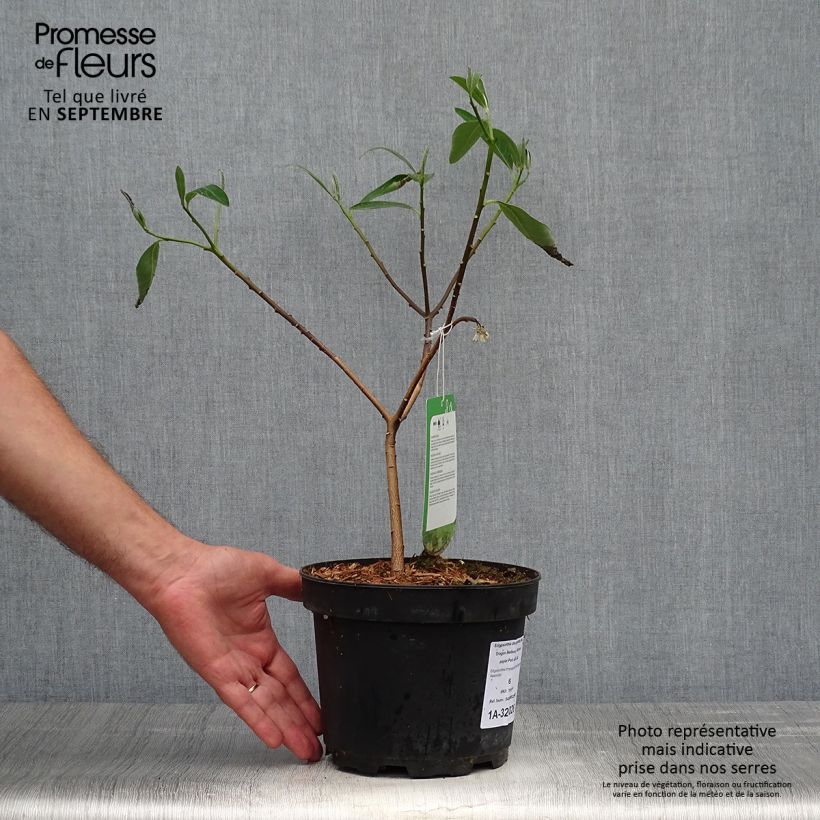 Exemplar von Edgeworthia chrysantha Red Dragon 'Akebono' - Edgeworthie Topf mit 3L/4L wie im Herbst geliefert