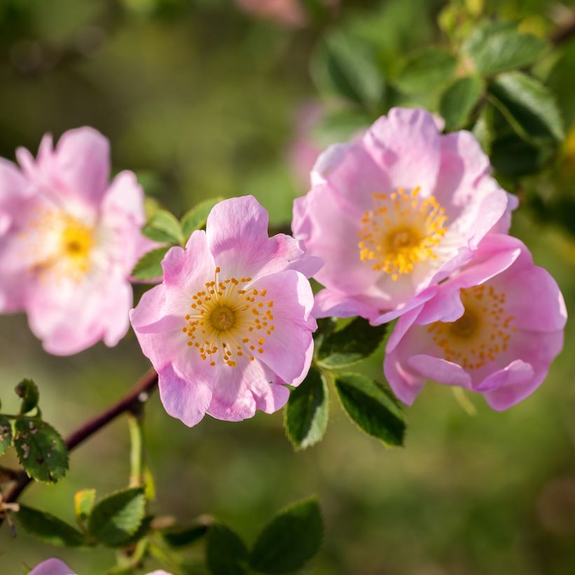 Rosa canina - Hunds-Rose (Laub)