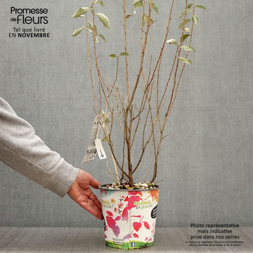 Exemplar von Silber-Ölweide Zempin - Elaeagnus commutata Topf mit 4L/5L wie im Herbst geliefert