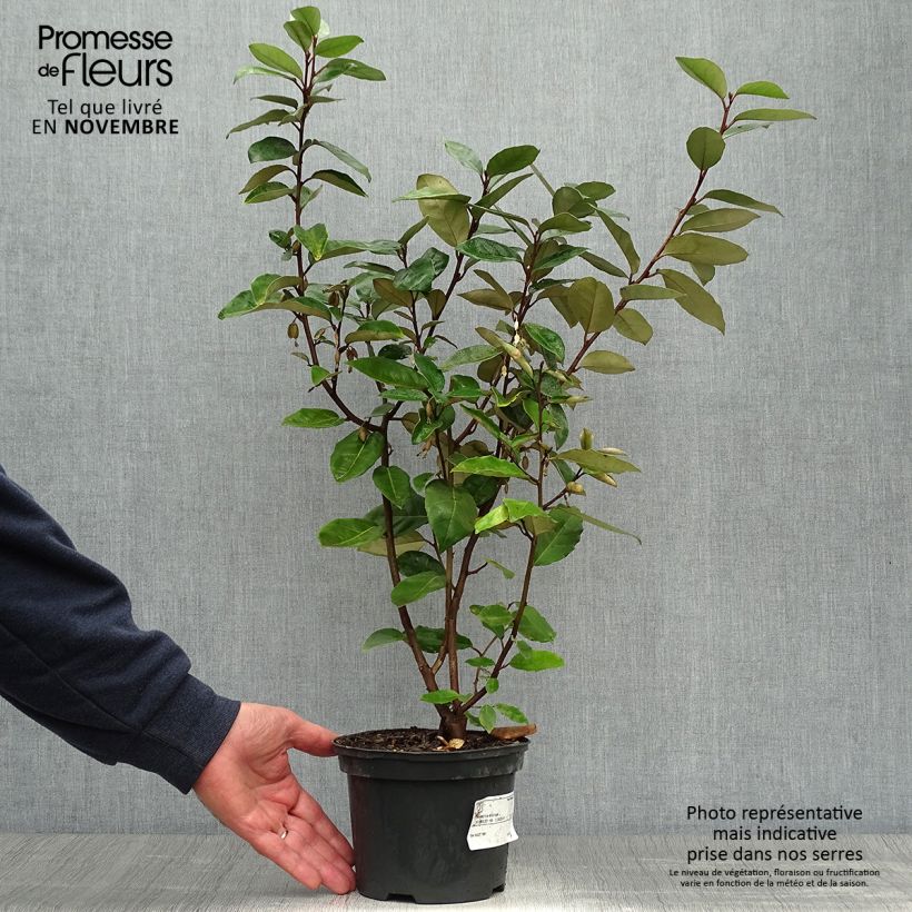 Exemplar von Wintergrüne Ölweide - Elaeagnus ebbingei Topf mit 2L/3L wie im Herbst geliefert