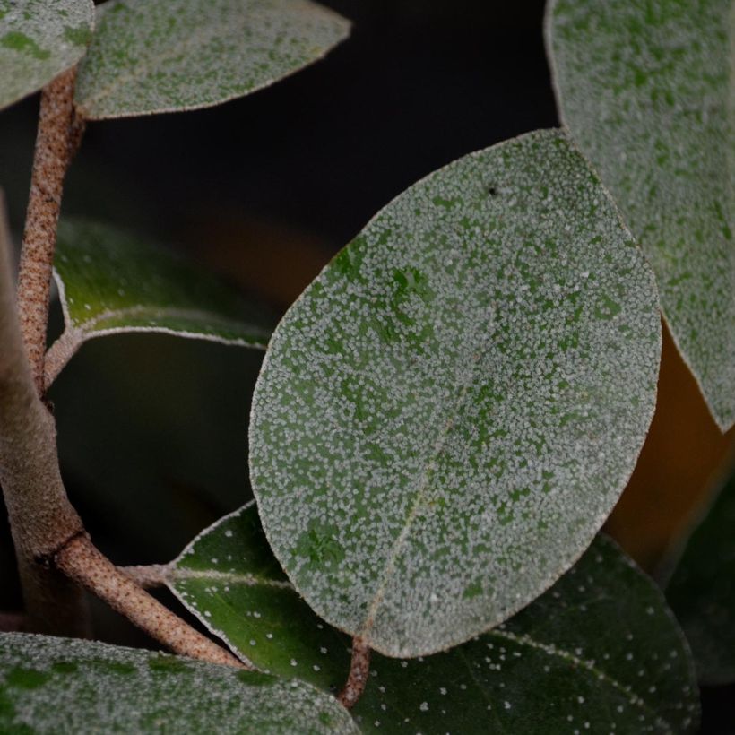 Wintergrüne Ölweide - Elaeagnus ebbingei (Laub)