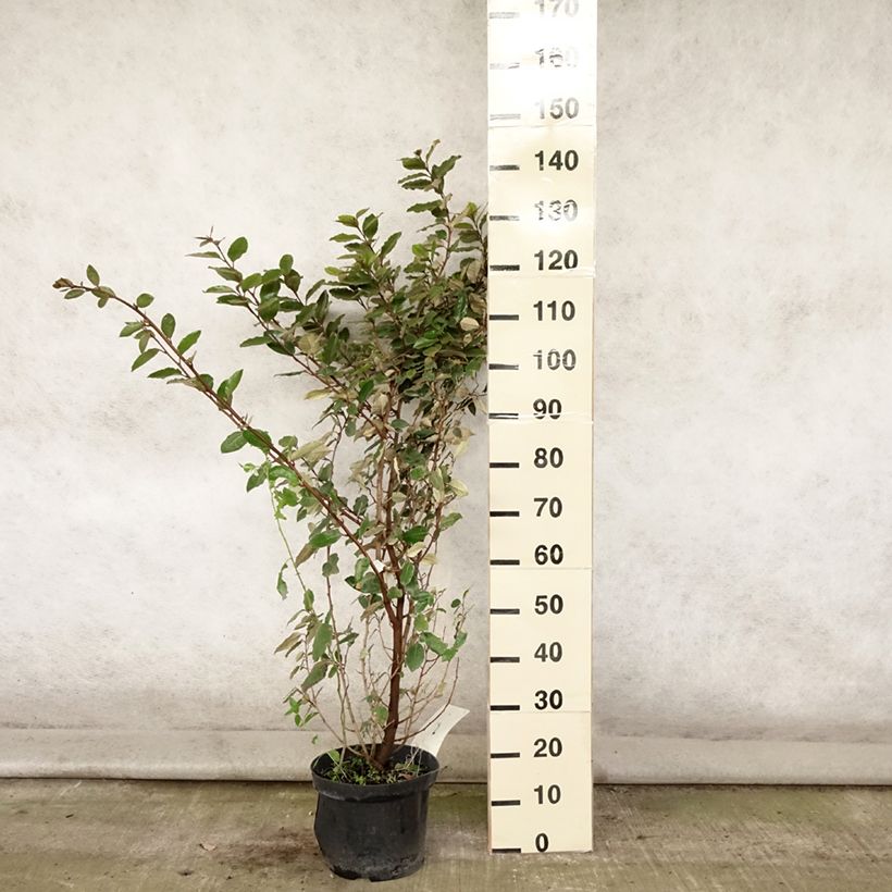 Exemplar von Wintergrüne Ölweide - Elaeagnus ebbingei Topf mit 7,5L/10L wie im Sommer geliefert