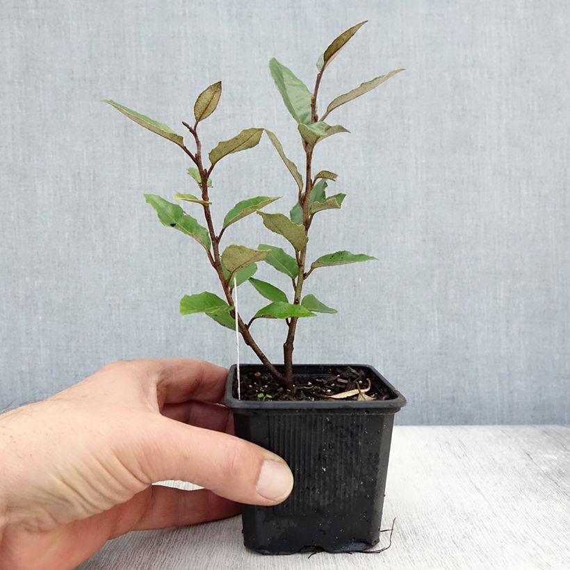 Exemplar von Wintergrüne Ölweide - Elaeagnus ebbingei Kleine Töpfe von 8/9 cm wie im Herbst geliefert