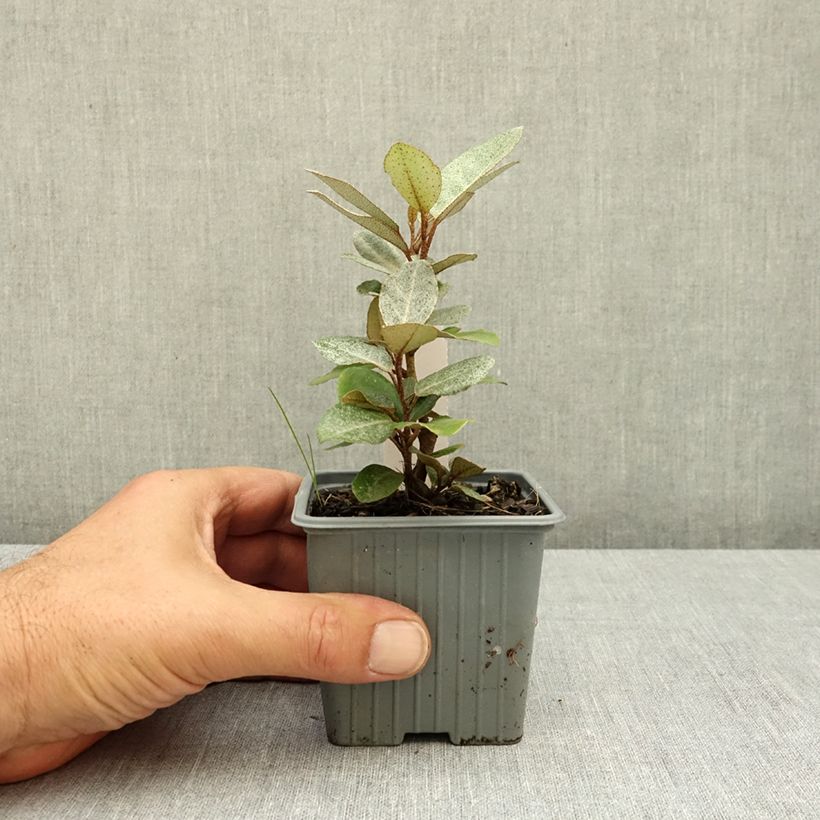 Exemplar von Wintergrüne Ölweide Compacta - Elaeagnus ebbingei Kleine Töpfe von 8/9 cm wie im Sommer geliefert