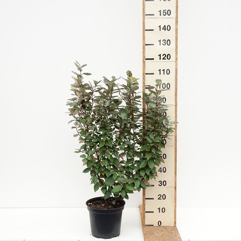 Exemplar von Wintergrüne Ölweide Compacta - Elaeagnus ebbingei Topf mit 7,5L/10L wie im Herbst geliefert