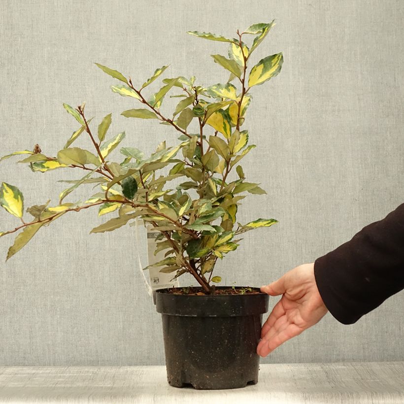 Exemplar von Wintergrüne Ölweide Eleador - Elaeagnus ebbingei Topf mit 3L/4L wie im Herbst geliefert