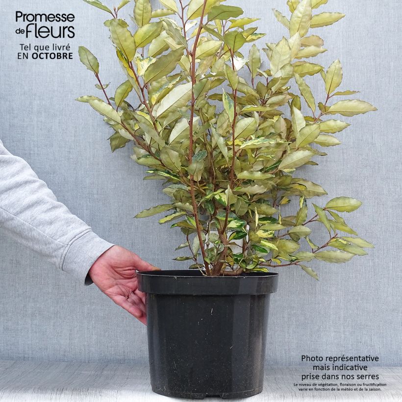 Exemplar von Wintergrüne Ölweide Eleador - Elaeagnus ebbingei Topf mit 7,5L/10L wie im Herbst geliefert