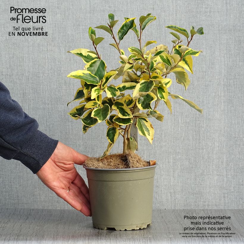 Exemplar von Wintergrüne Ölweide Gilt Edge - Elaeagnus ebbingei Topf mit 2L/3L wie im Herbst geliefert