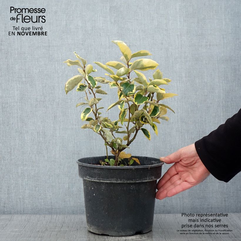 Exemplar von Wintergrüne Ölweide Gilt Edge - Elaeagnus ebbingei Topf mit 3L/4L wie im Herbst geliefert