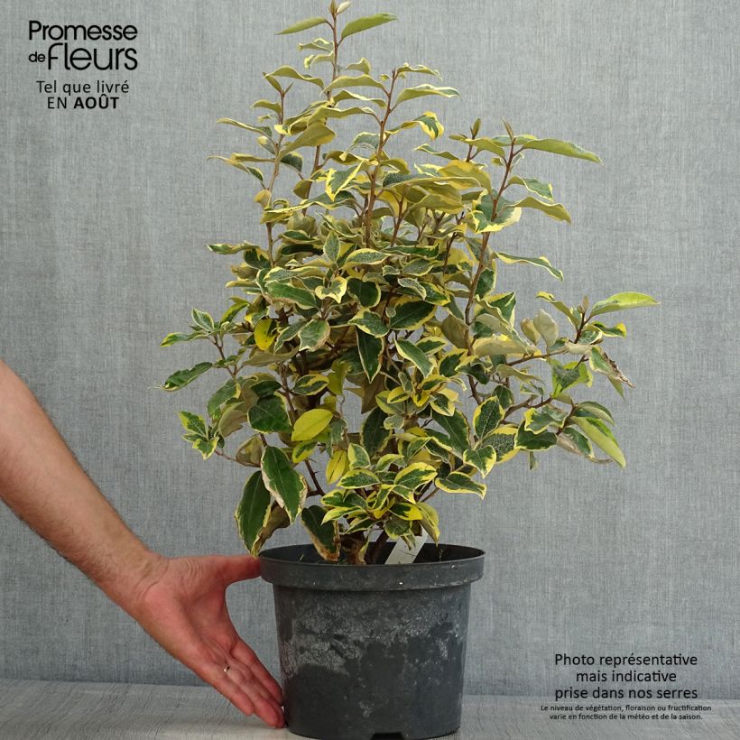 Exemplar von Wintergrüne Ölweide Gilt Edge - Elaeagnus ebbingei Topf mit 3L/4L wie im Sommer geliefert