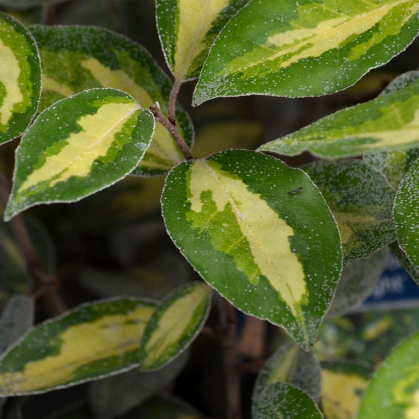 Wintergrüne Ölweide Limelight - Elaeagnus ebbingei (Laub)