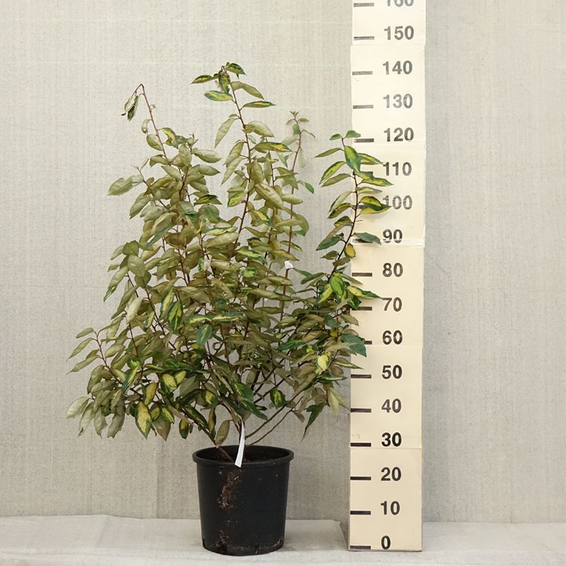 Exemplar von Wintergrüne Ölweide Limelight - Elaeagnus ebbingei Topf mit 7,5L/10L wie im Herbst geliefert