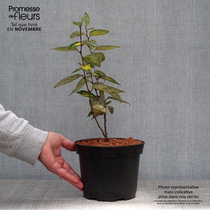 Exemplar von Wintergrüne Ölweide Limelight - Elaeagnus ebbingei Topf mit 2L/3L wie im Herbst geliefert