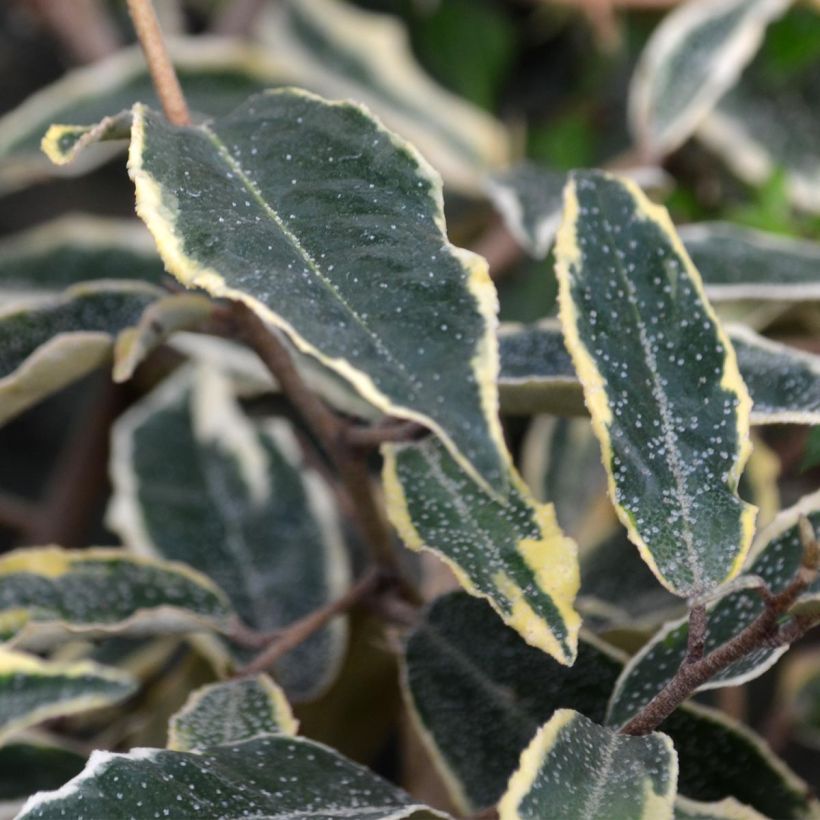 Stechende Ölweide Hosuba Fukurin - Elaeagnus pungens (Laub)