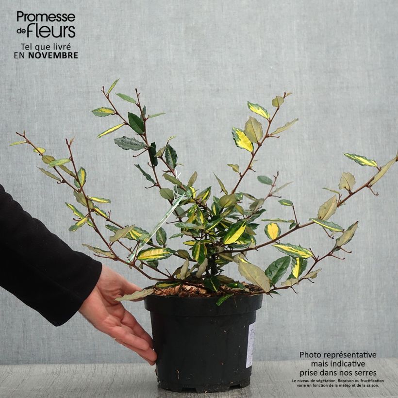 Exemplar von Stechende Ölweide Maculata - Elaeagnus pungens Topf mit 2L/3L wie im Herbst geliefert