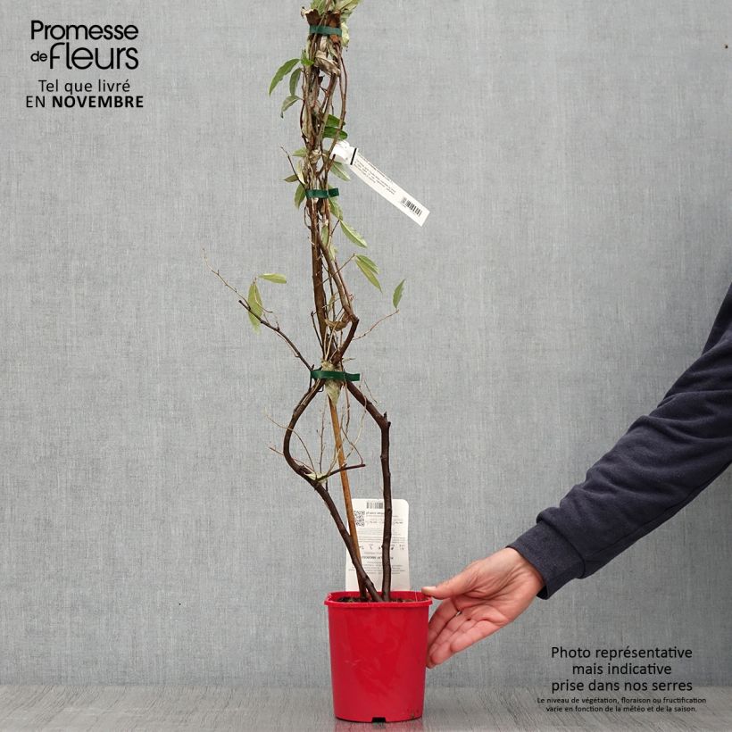 Exemplar von Korallen-Ölweide Pointilla Amoroso - Elaeagnus umbellata Topf mit 2L/3L wie im Herbst geliefert