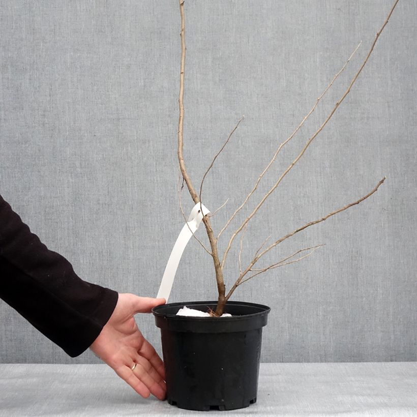 Exemplar von Korallen-Ölweide Pointilla Amoroso - Elaeagnus umbellata Topf mit 2L/3L wie im Winter geliefert